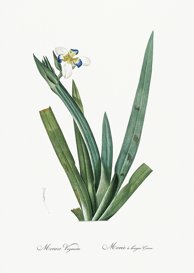 Les Liliacees 1805 HQ Orig