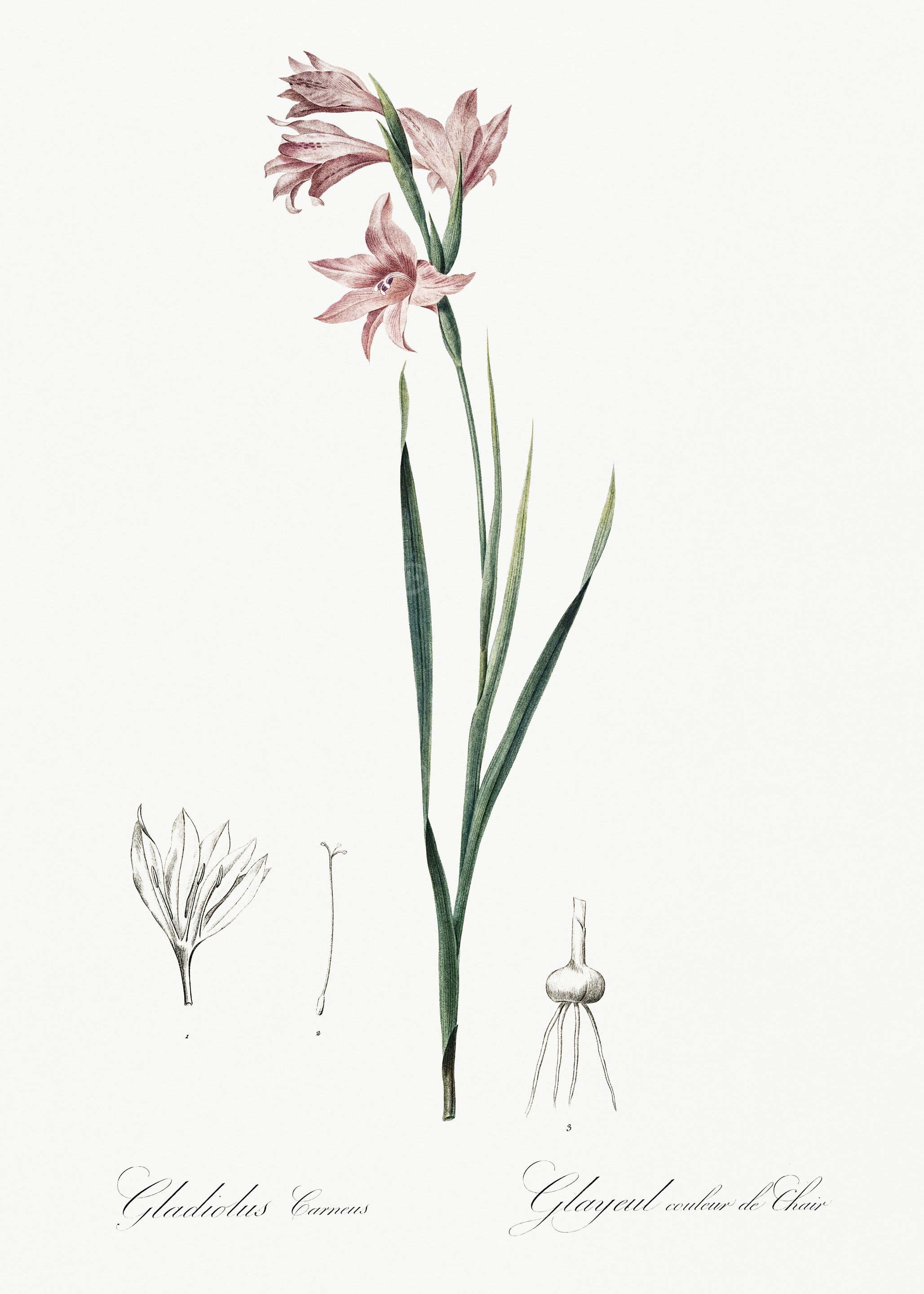 Les Liliacees 1805 HQ Orig