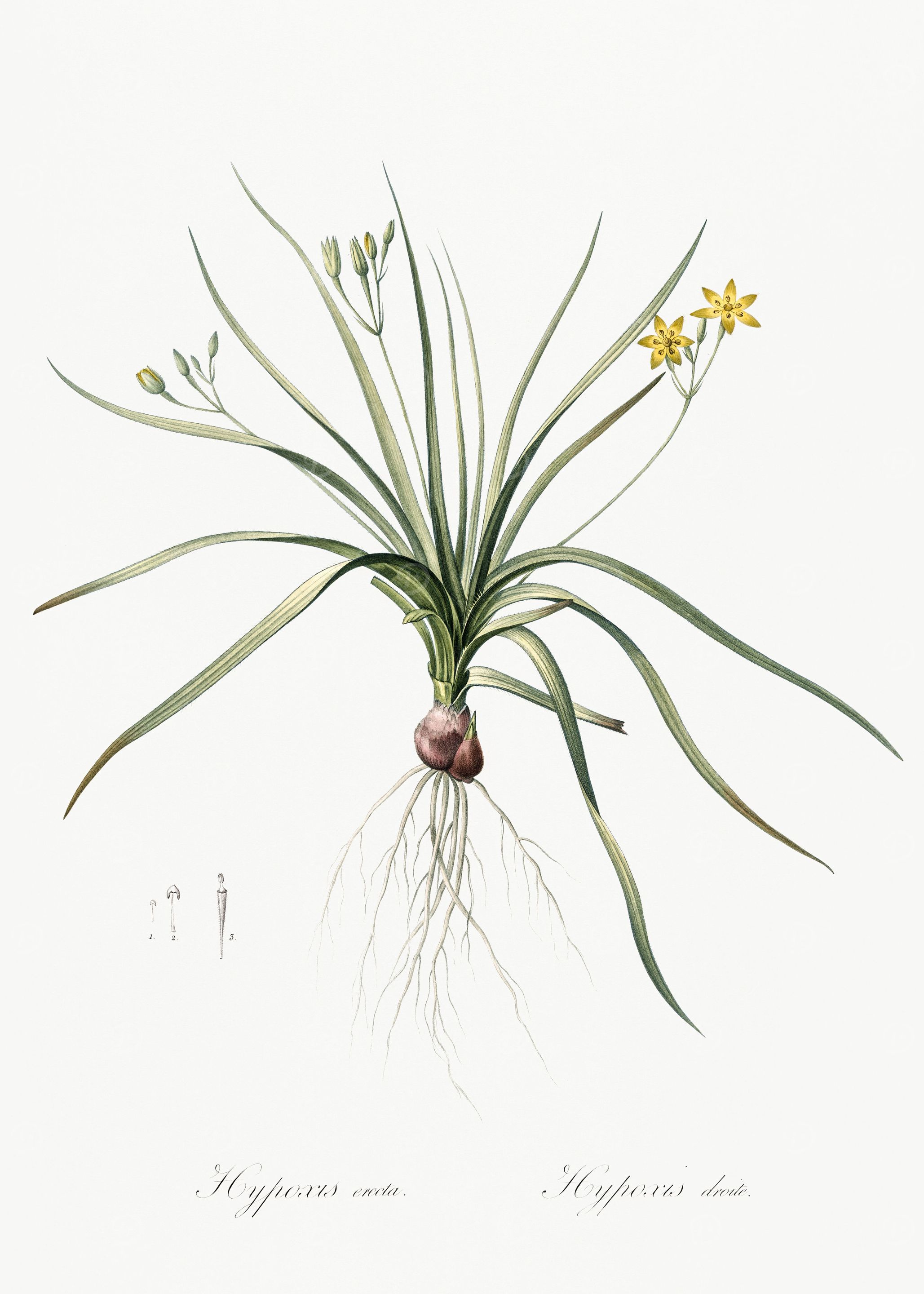 Les Liliacees 1805 HQ Orig