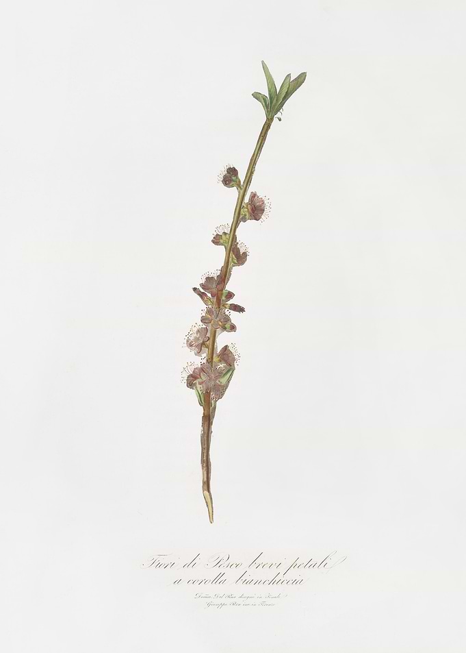 Peach Flower Prunus Persic