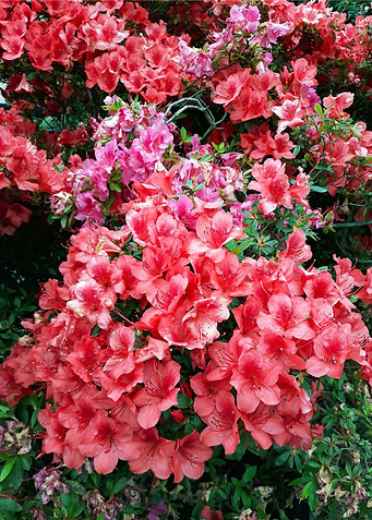 Azalea bouquet