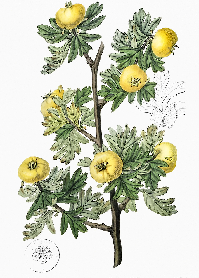 TansyLeaved Thorn Poster