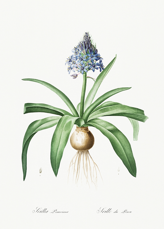 Les Liliacees 1805 HQ Orig