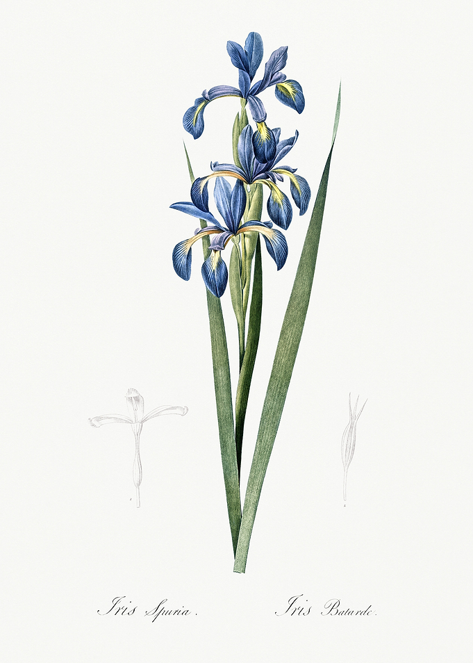 Les Liliacees 1805 HQ Orig
