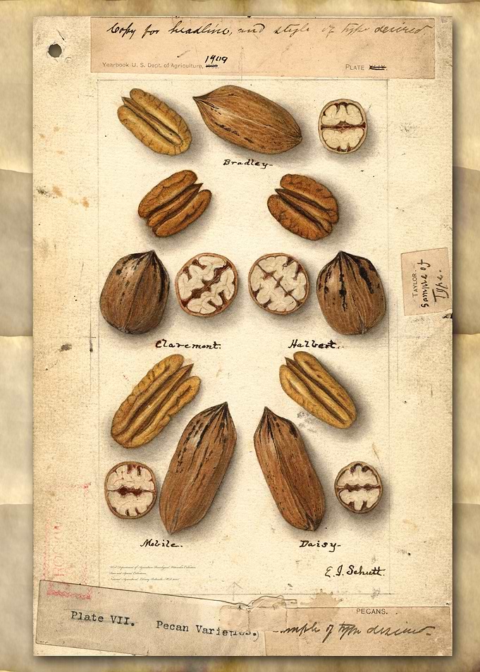 Variations of pecan nuts