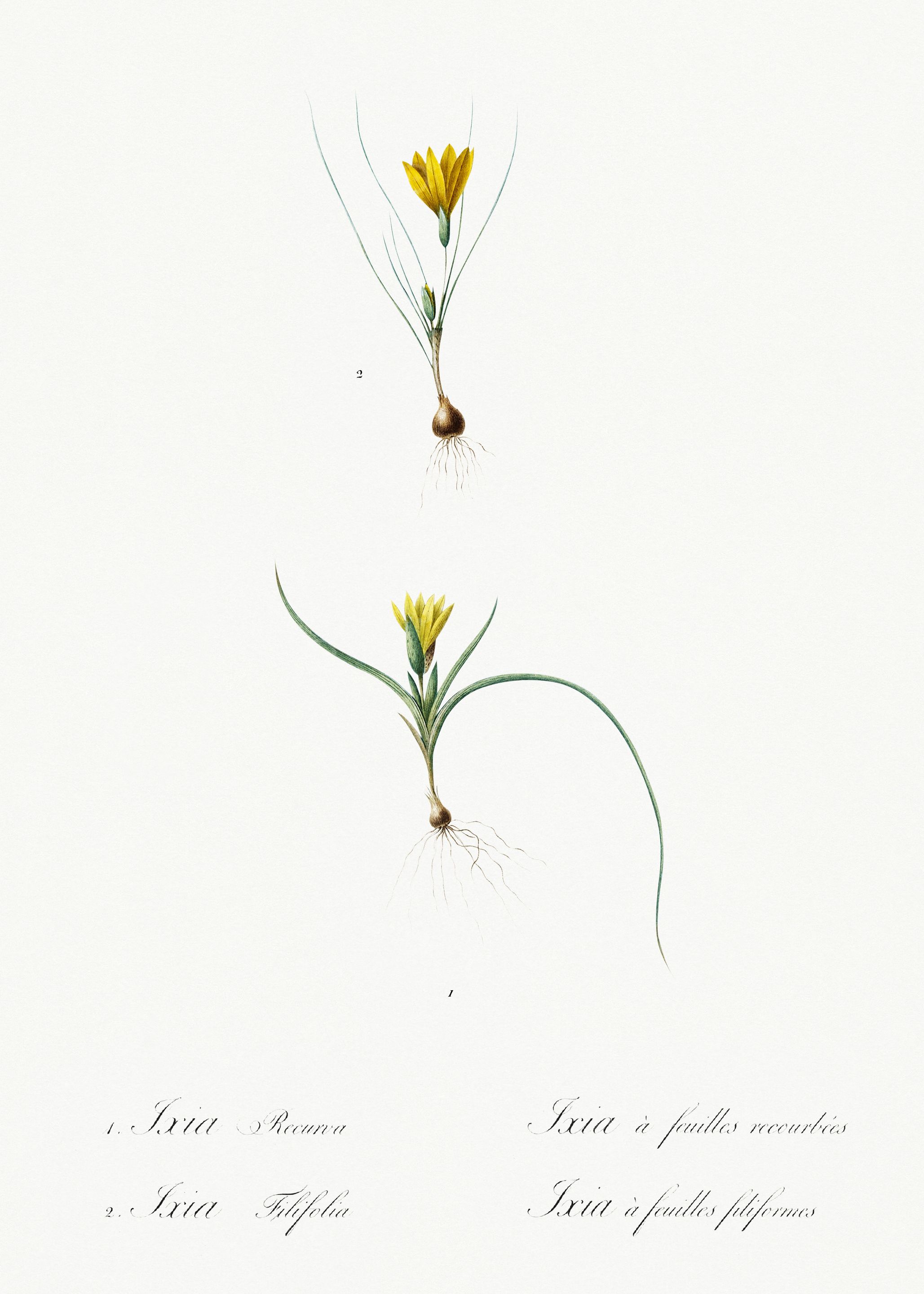 Les Liliacees 1805 HQ Orig