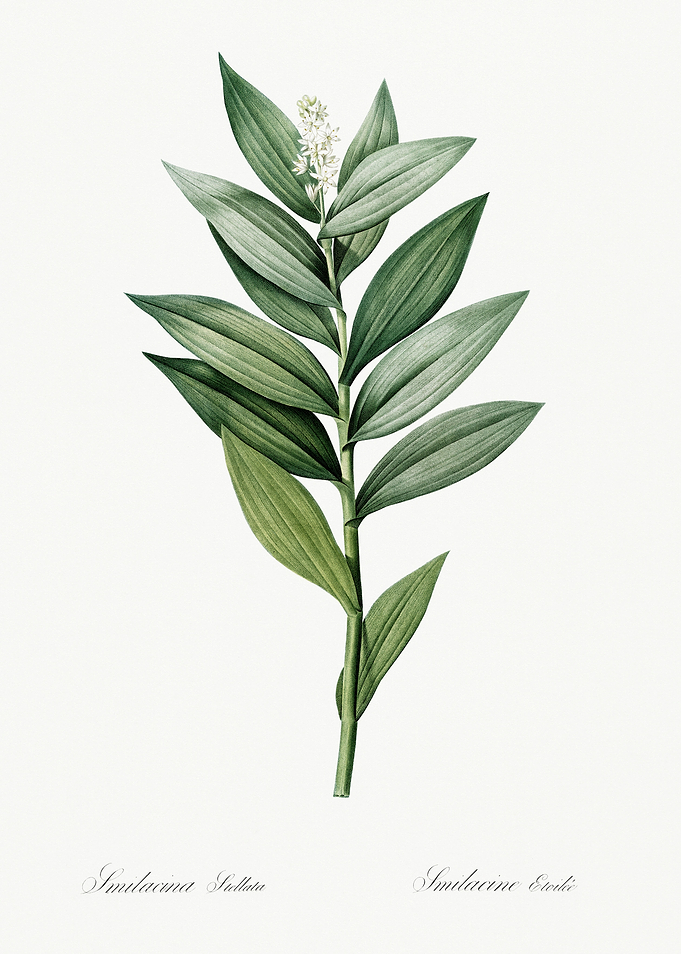 Les Liliacees 1805 HQ Orig