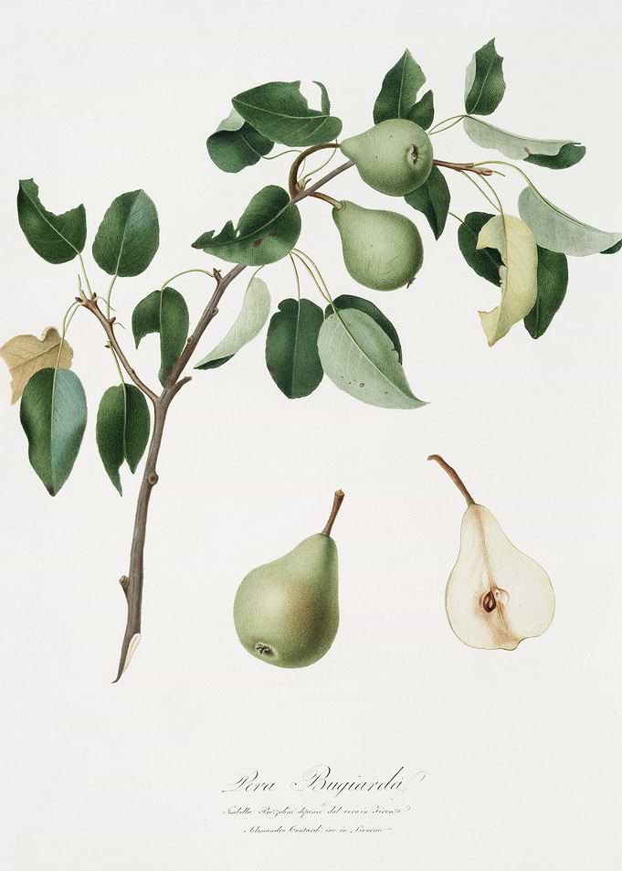 Pear Pyrus Mendax From Pom