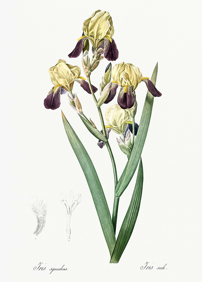 Les Liliacees 1805 HQ Orig
