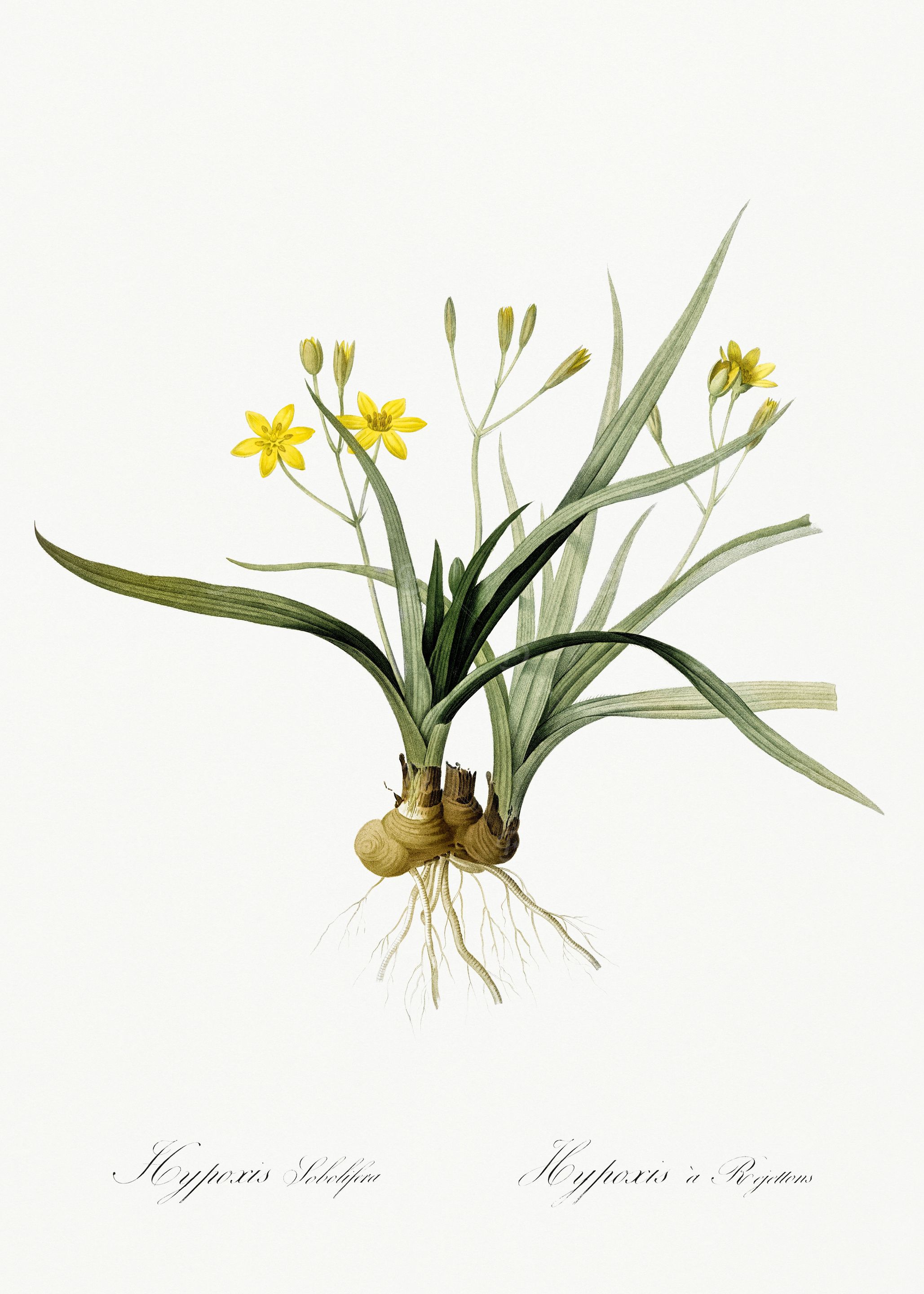 Les Liliacees 1805 HQ Orig