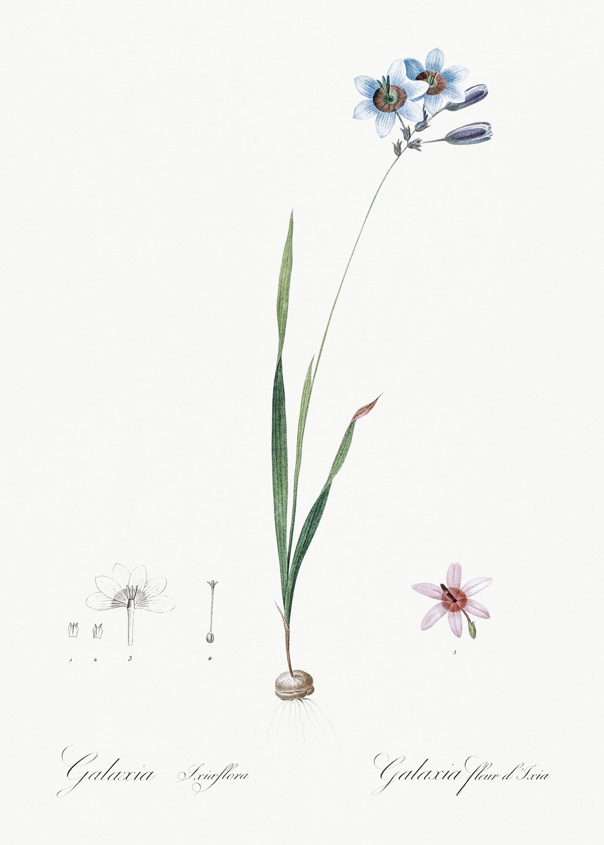 Les Liliacees 1805 HQ Orig