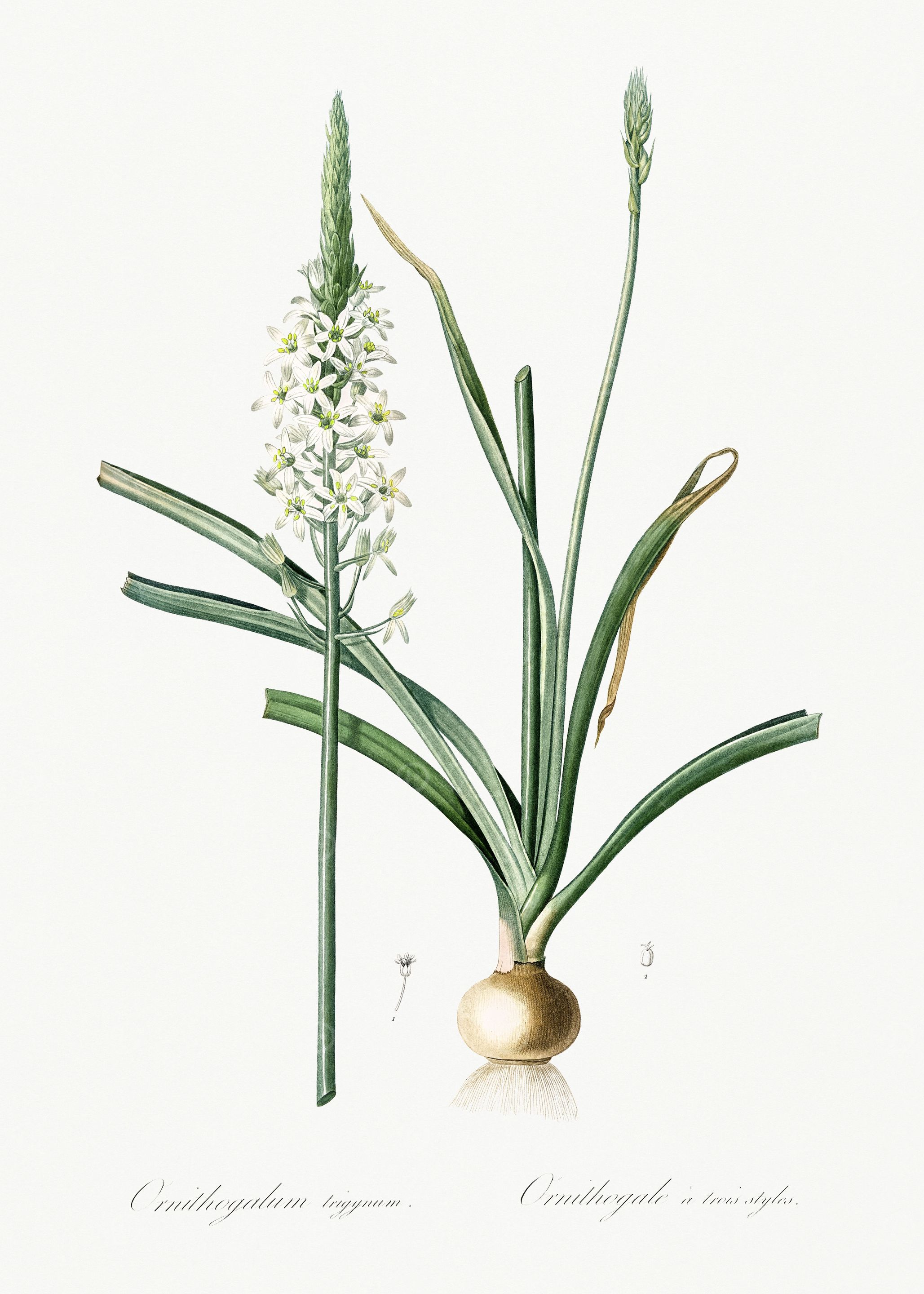 Les Liliacees 1805 HQ Orig
