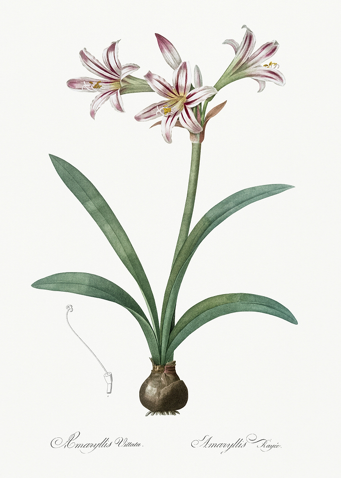Les Liliacees 1805 HQ Orig