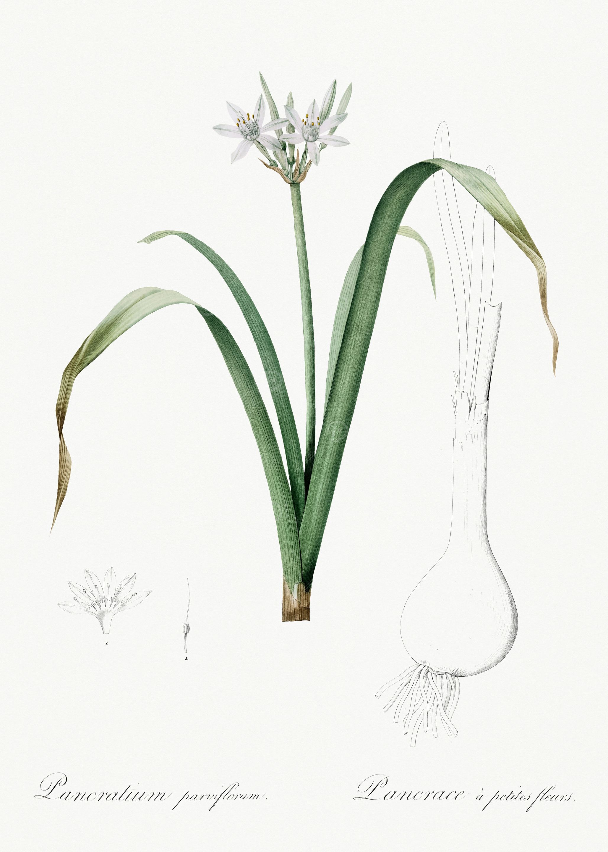 Les Liliacees 1805 HQ Orig