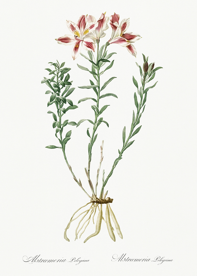 Les Liliacees 1805 HQ Orig