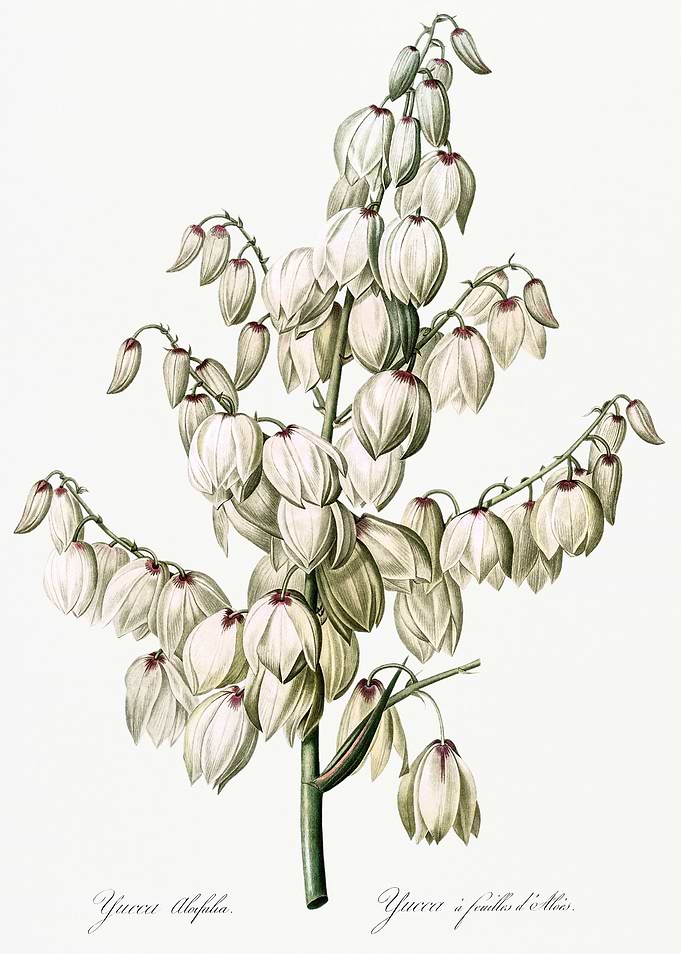 Les Liliacees 1805 HQ Orig
