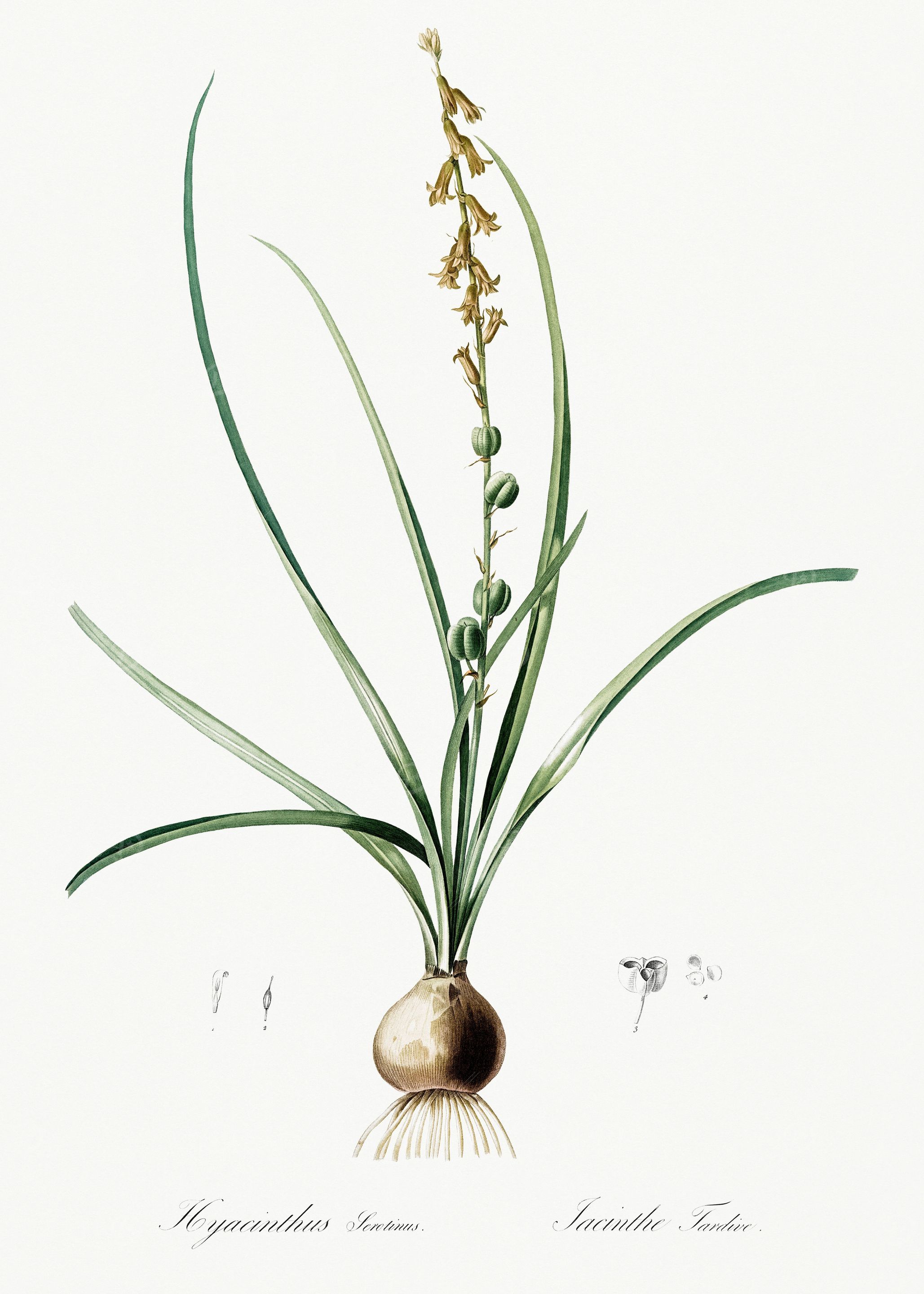 Les Liliacees 1805 HQ Orig