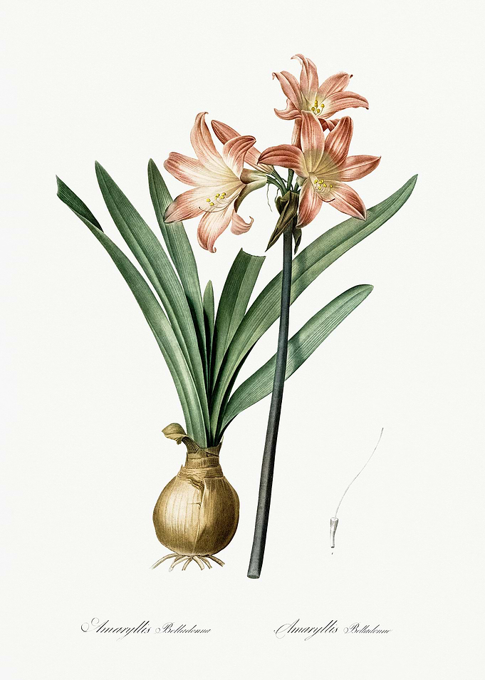 Les Liliacees 1805 HQ Orig
