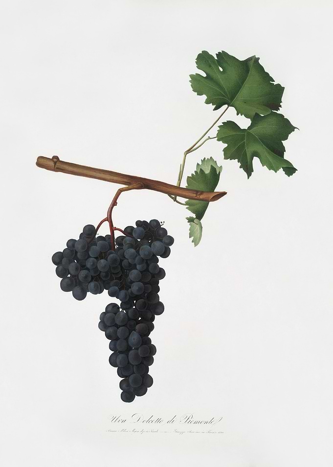 Dolcetto Grapes Vitis Vini