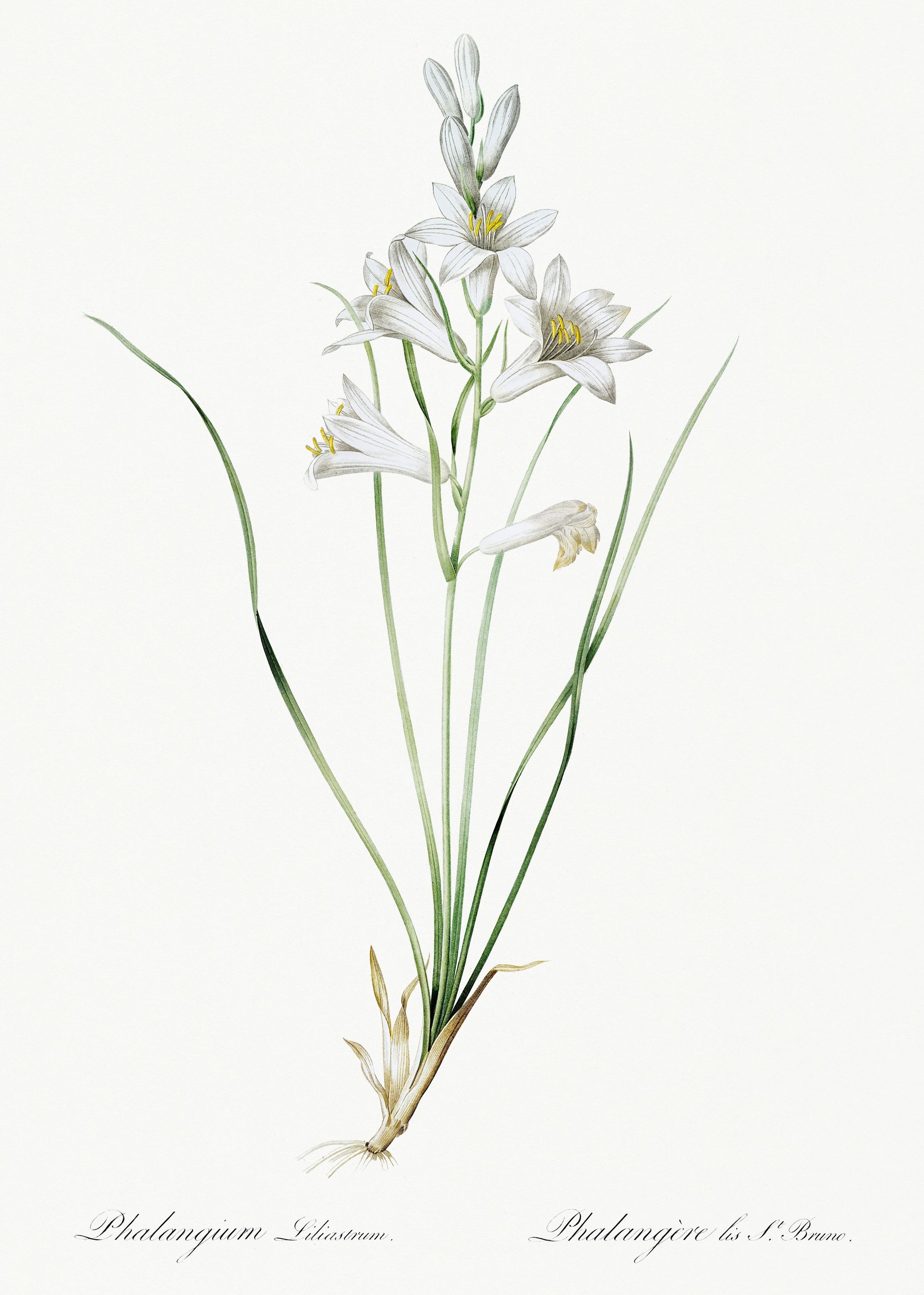 Les Liliacees 1805 HQ Orig