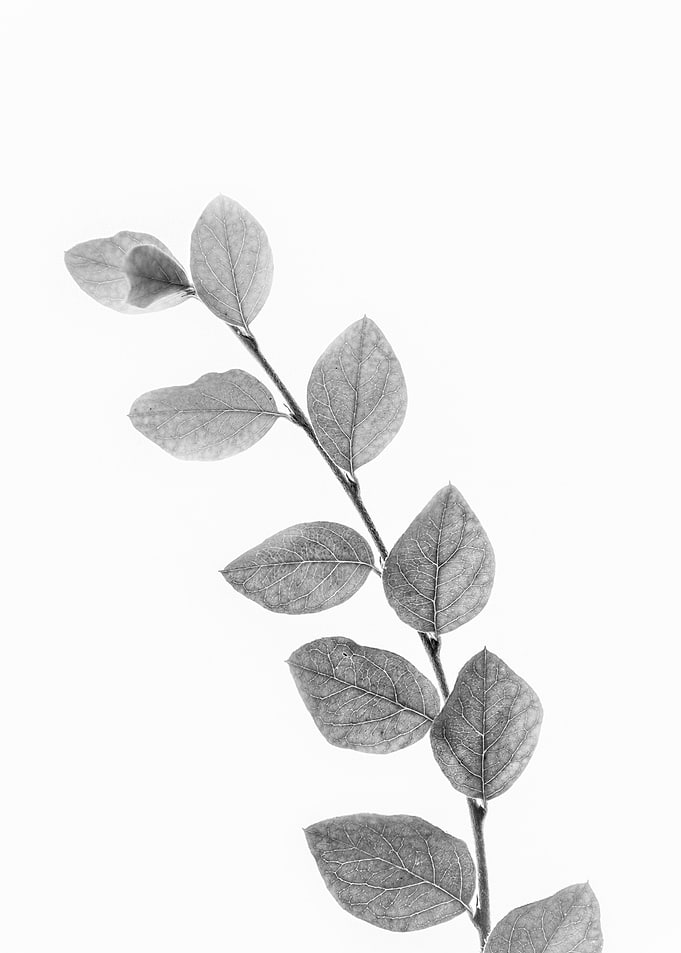 Leaf 1
