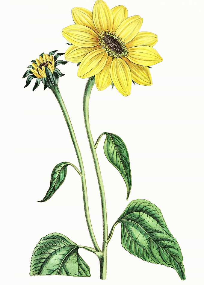 Sunflower Poster