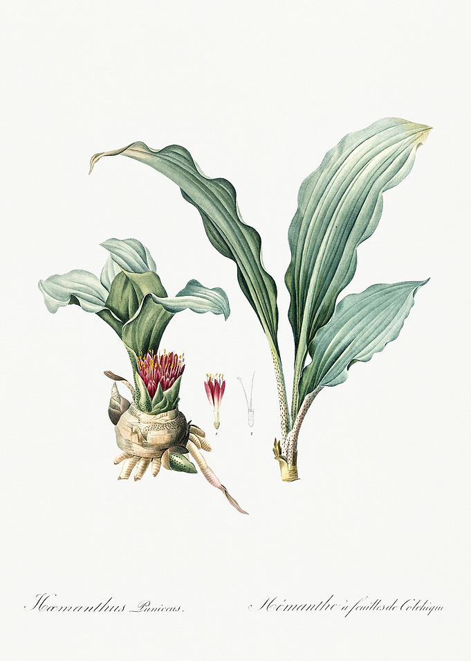 Les Liliacees 1805 HQ Orig