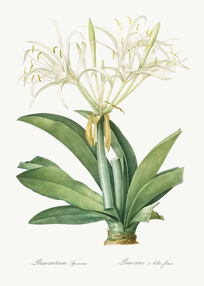 Les Liliacees 1805 HQ Orig