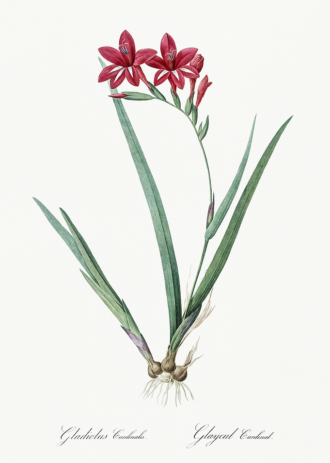 Les Liliacees 1805 HQ Orig