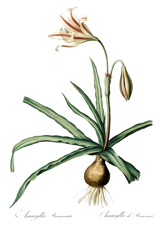 Les Liliacees 1805 HQ Orig