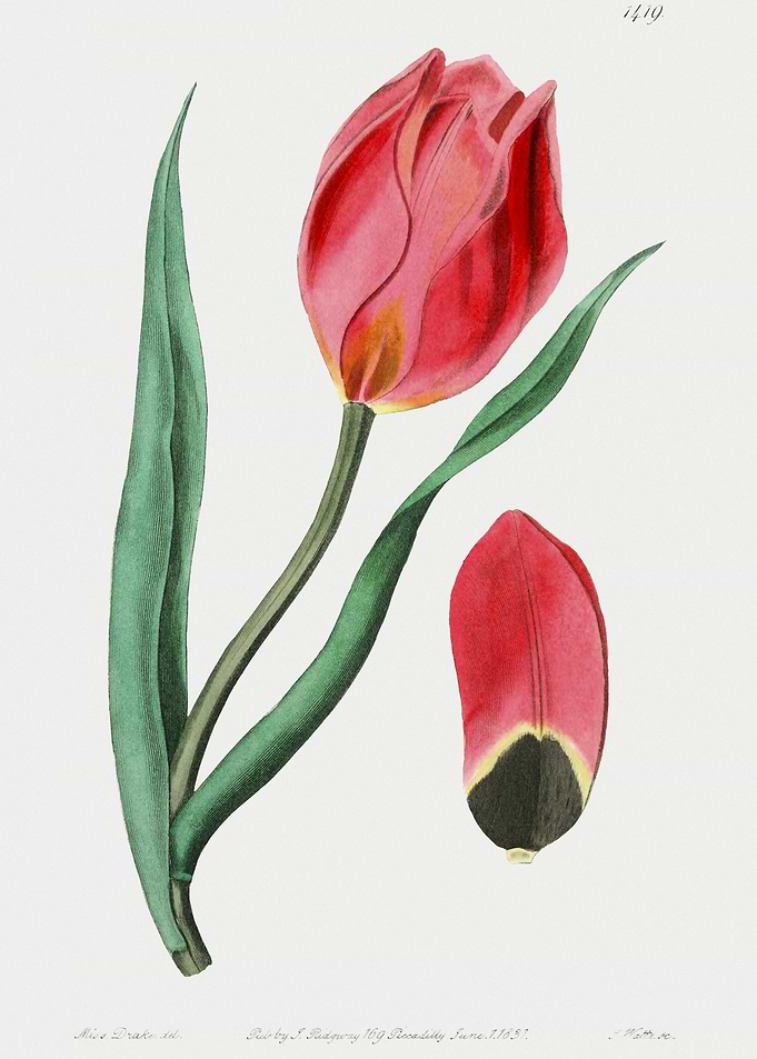 SunS Eye Tulip Poster