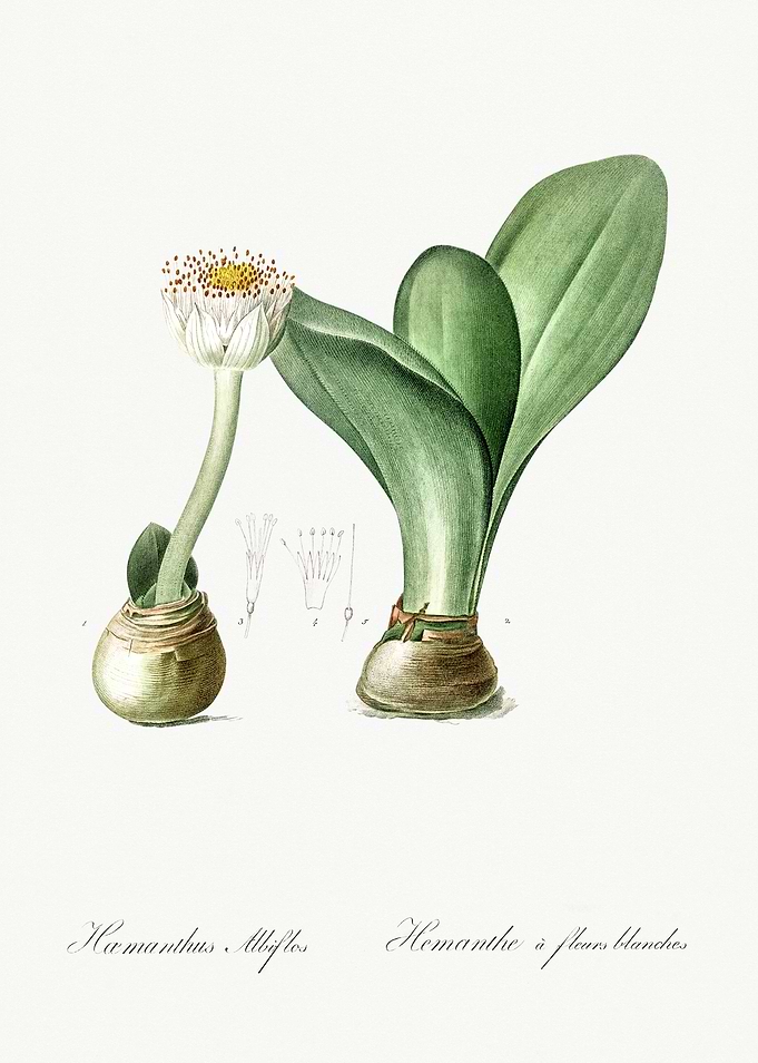 Les Liliacees 1805 HQ Orig