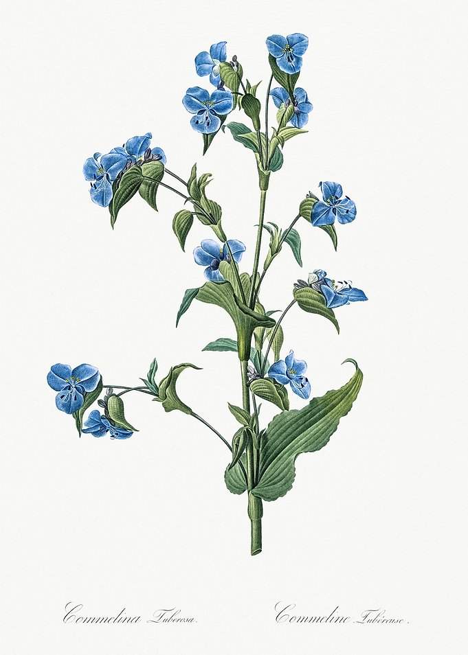 Les Liliacees 1805 HQ Orig