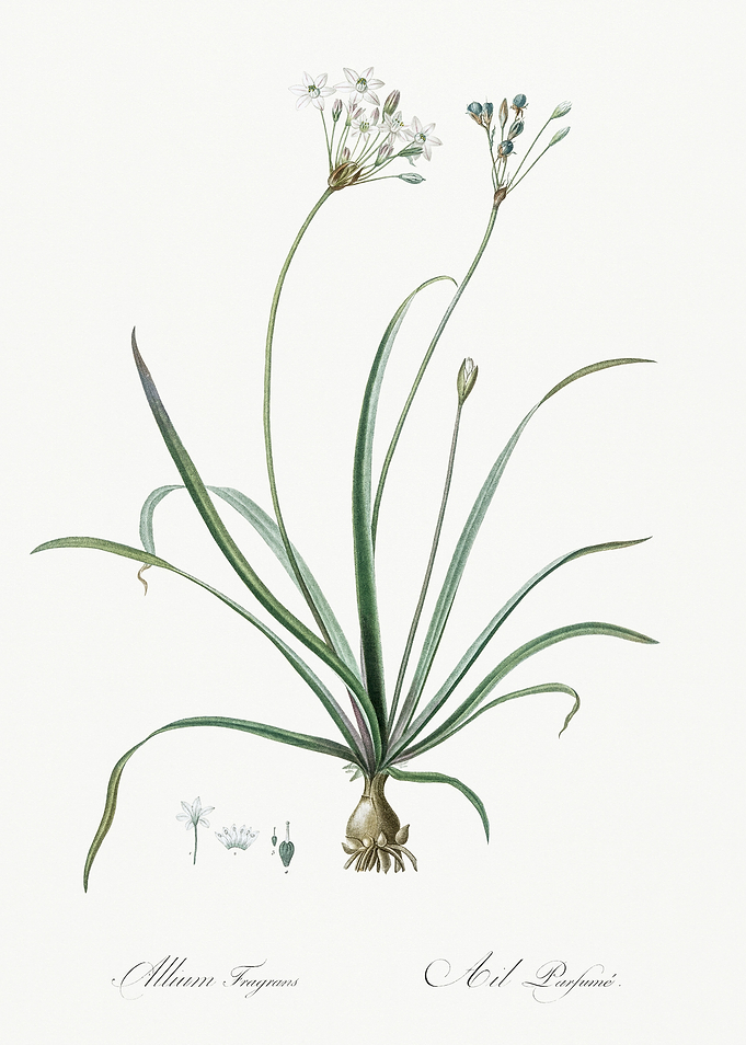 Les Liliacees 1805 HQ Orig