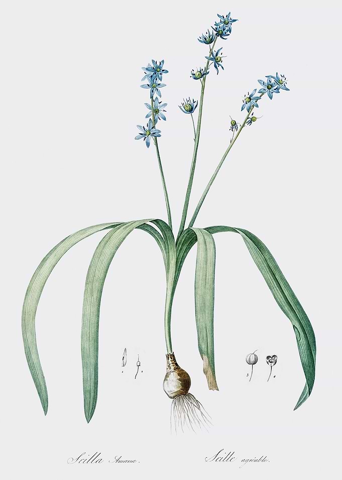 Les Liliacees 1805 HQ Orig
