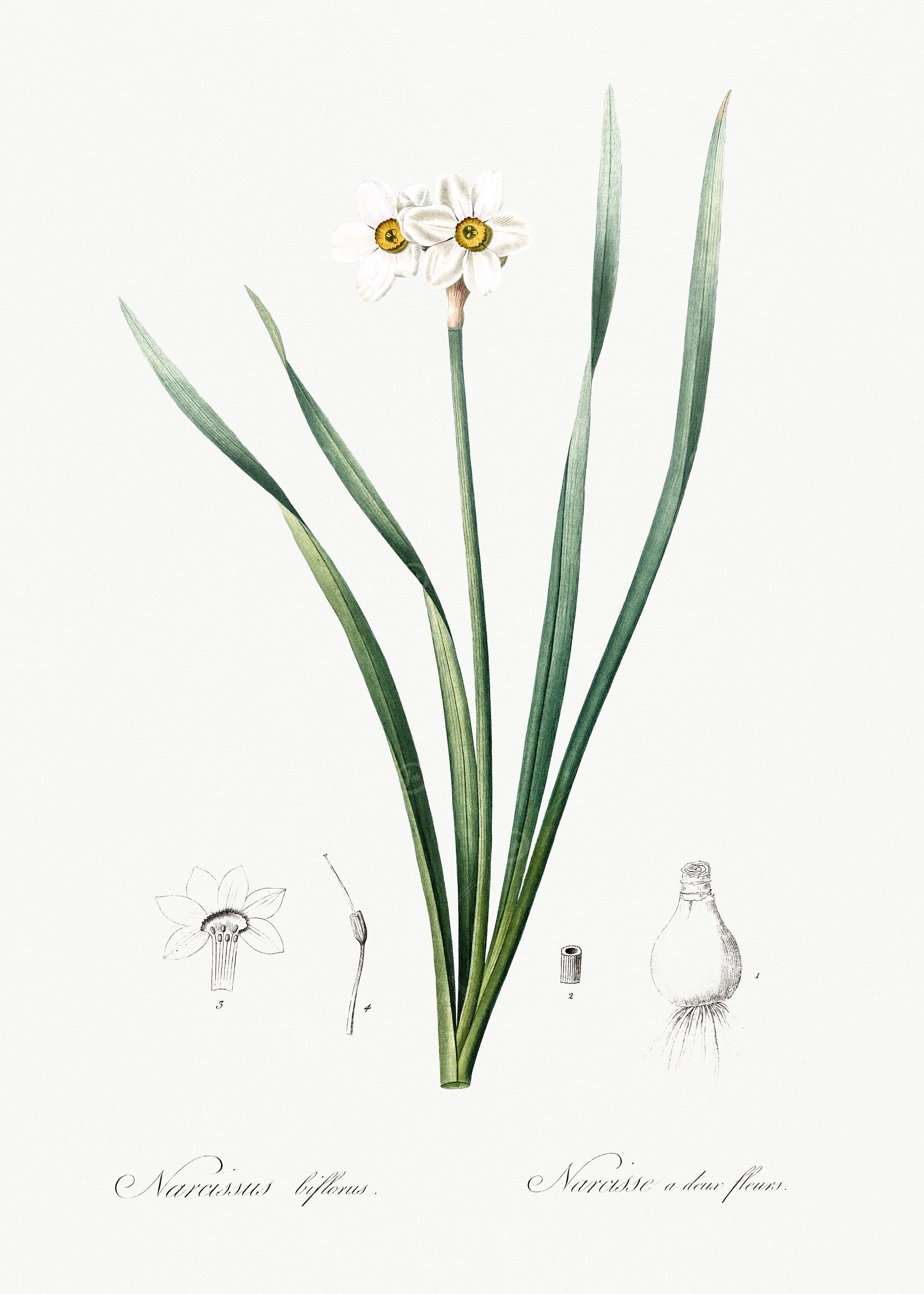 Les Liliacees 1805 HQ Orig