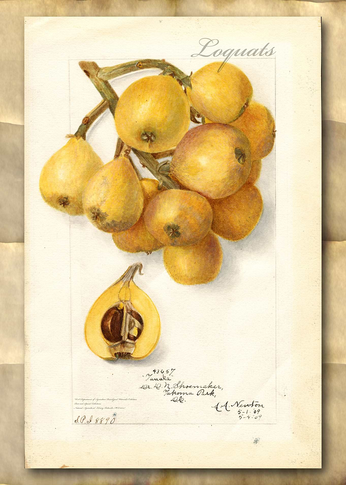 Loquats watercolor
