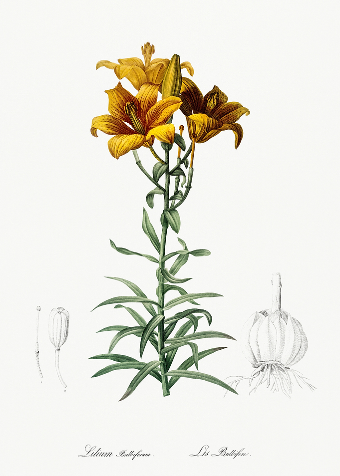 Les Liliacees 1805 HQ Orig