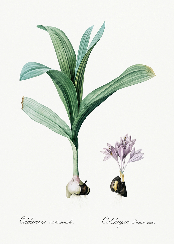 Les Liliacees 1805 HQ Orig