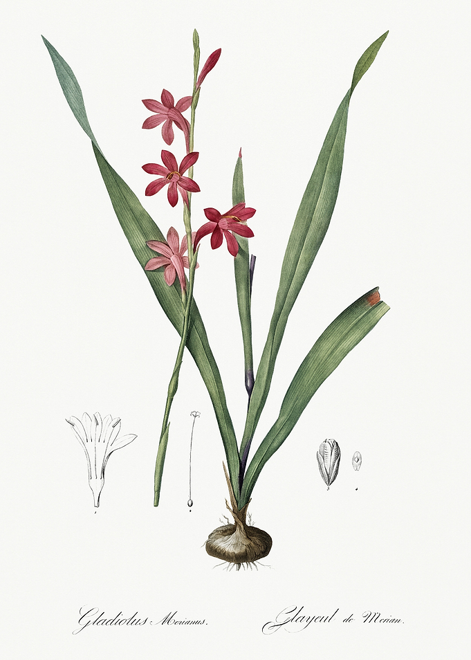 Les Liliacees 1805 HQ Orig