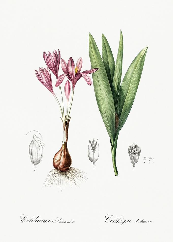 Les Liliacees 1805 HQ Orig