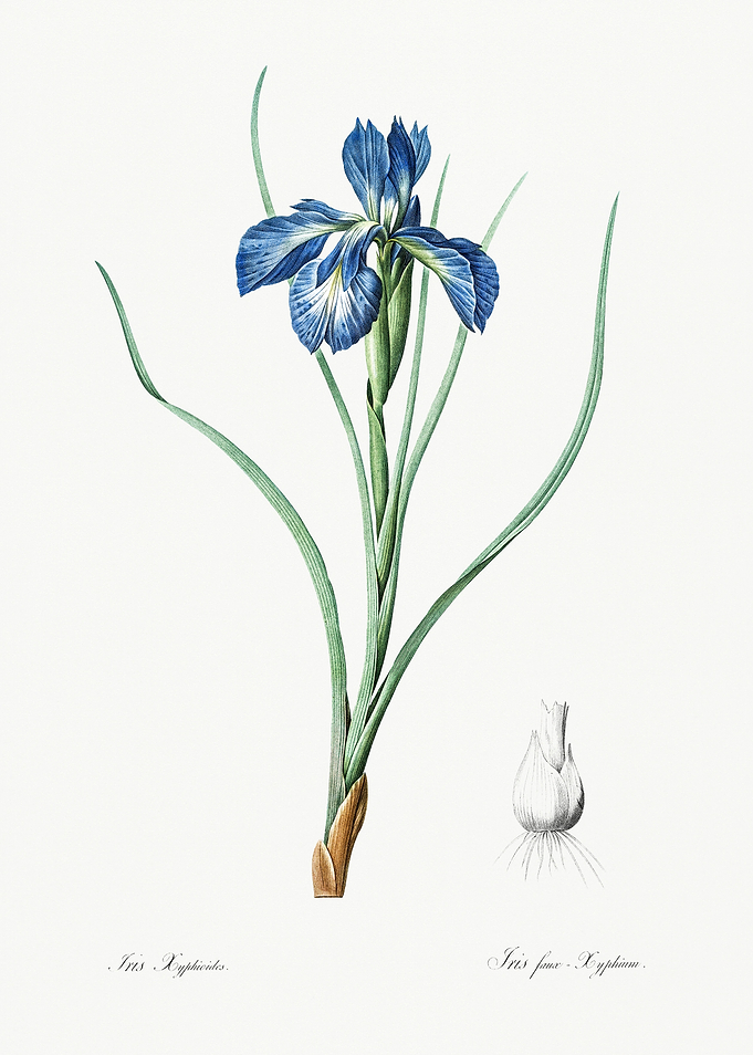 Les Liliacees 1805 HQ Orig