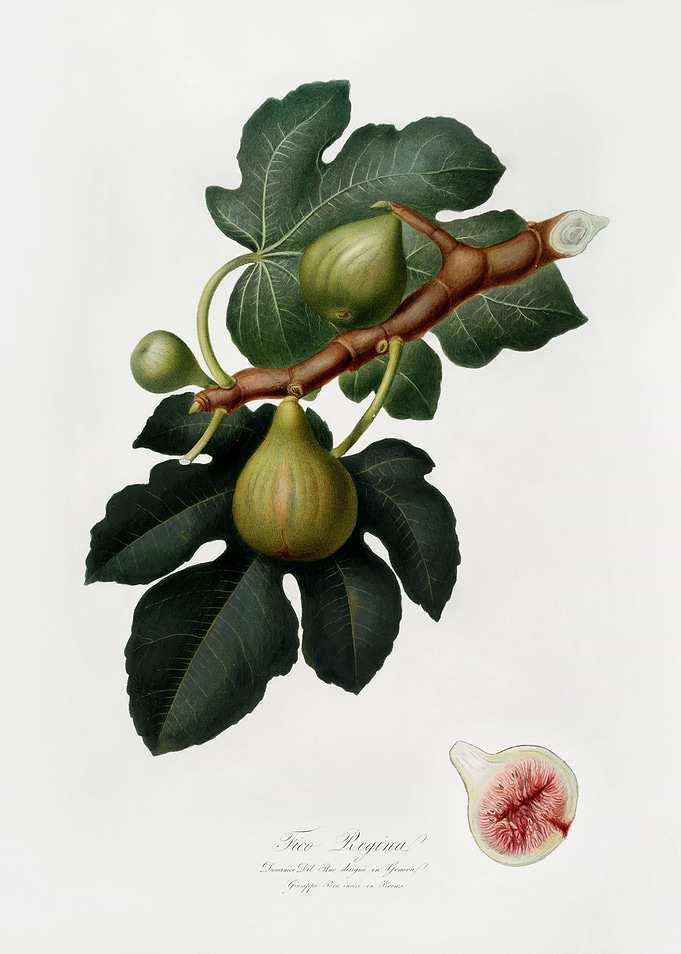 Pomona Italiana 1839HQOrig