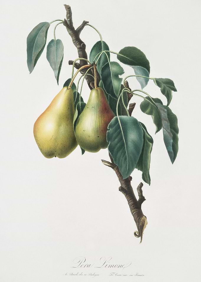 Lemon Pear Pyrus Limonia F