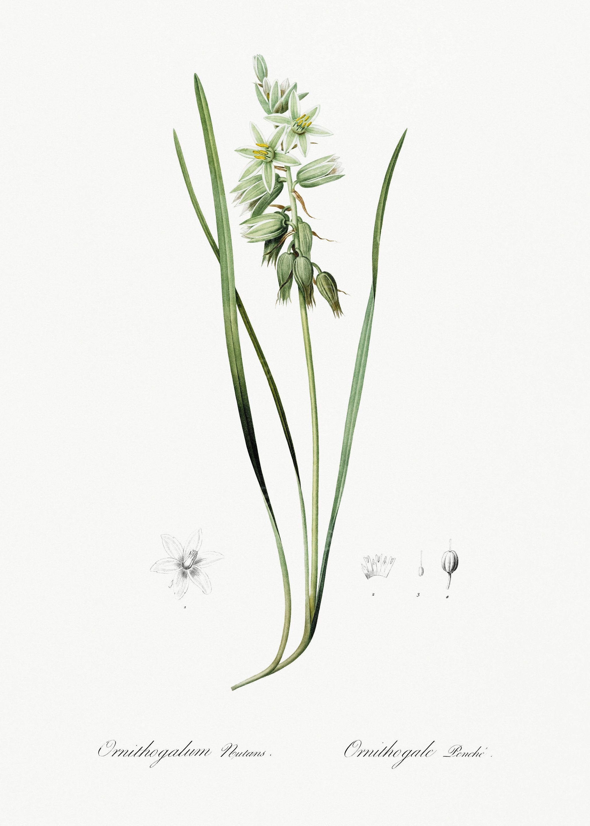Les Liliacees 1805 HQ Orig