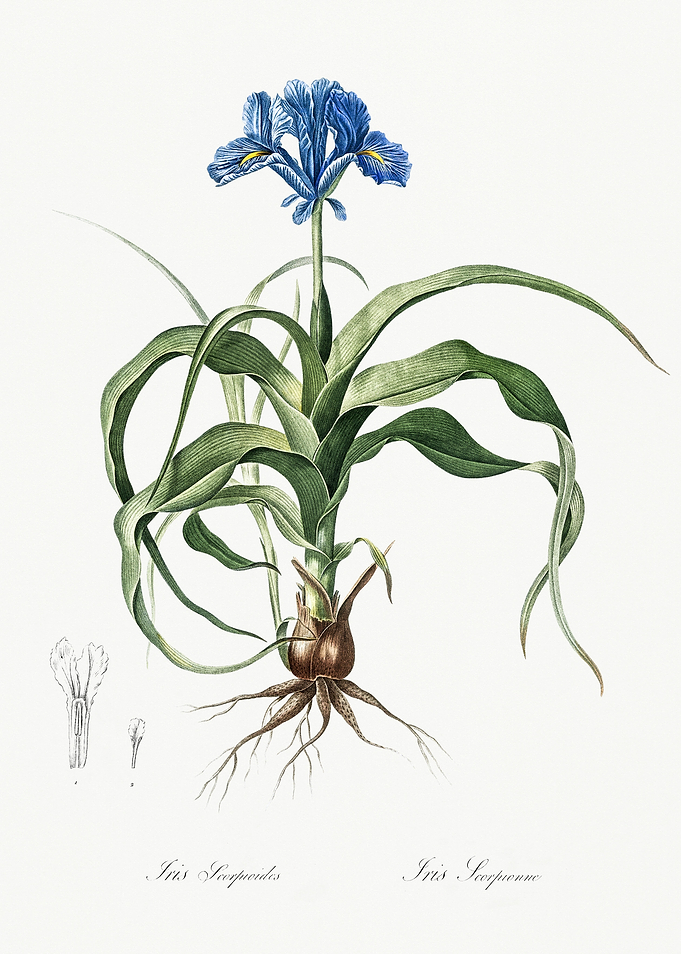 Les Liliacees 1805 HQ Orig