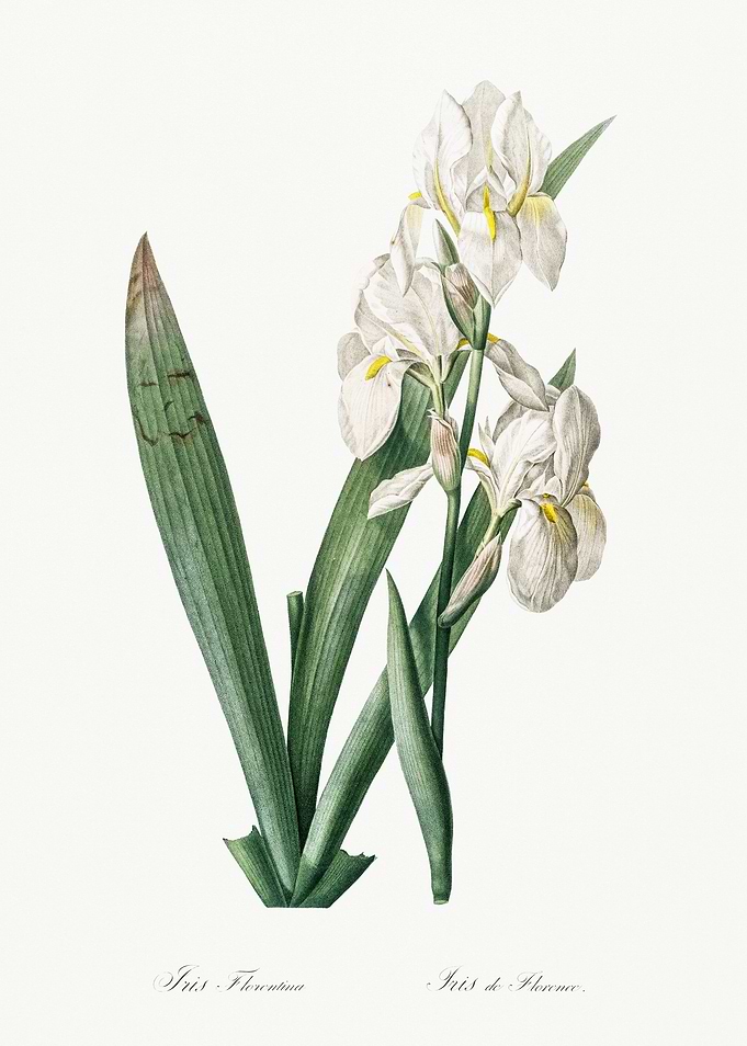 Les Liliacees 1805 HQ Orig