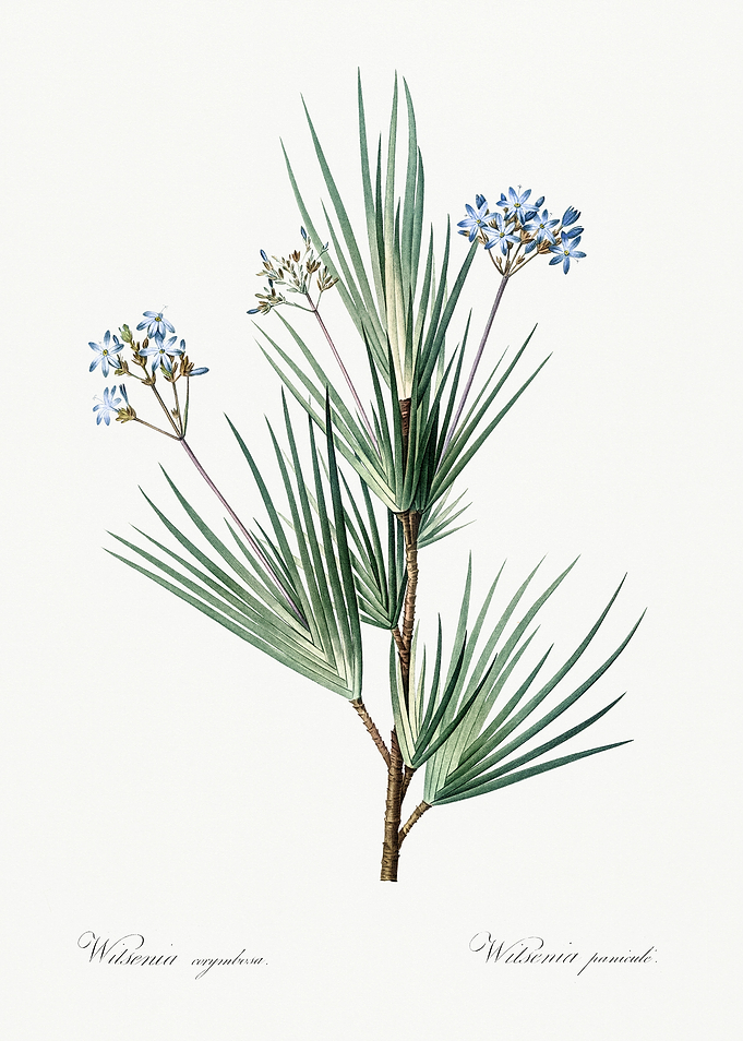 Les Liliacees 1805 HQ Orig
