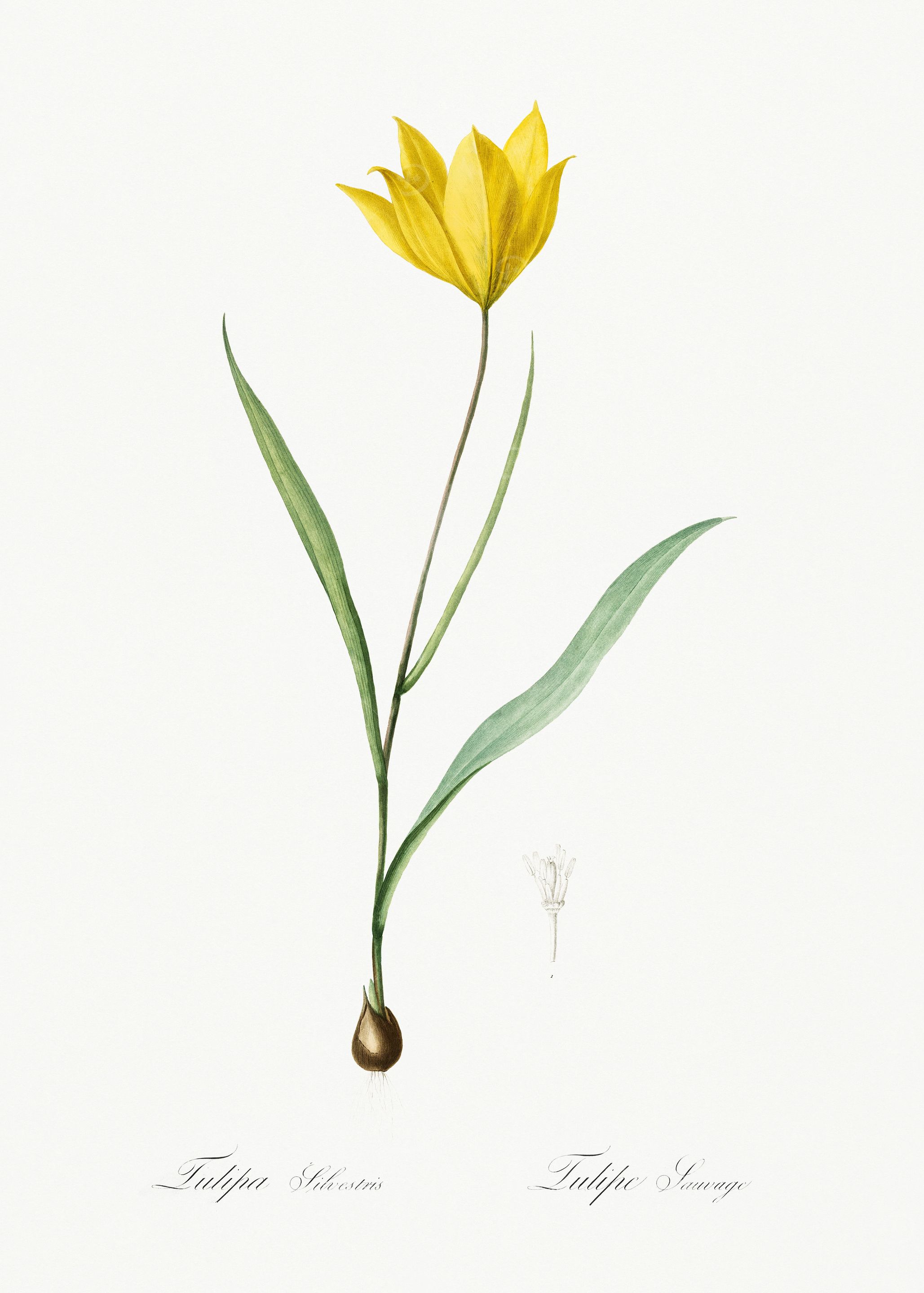 Les Liliacees 1805 HQ Orig