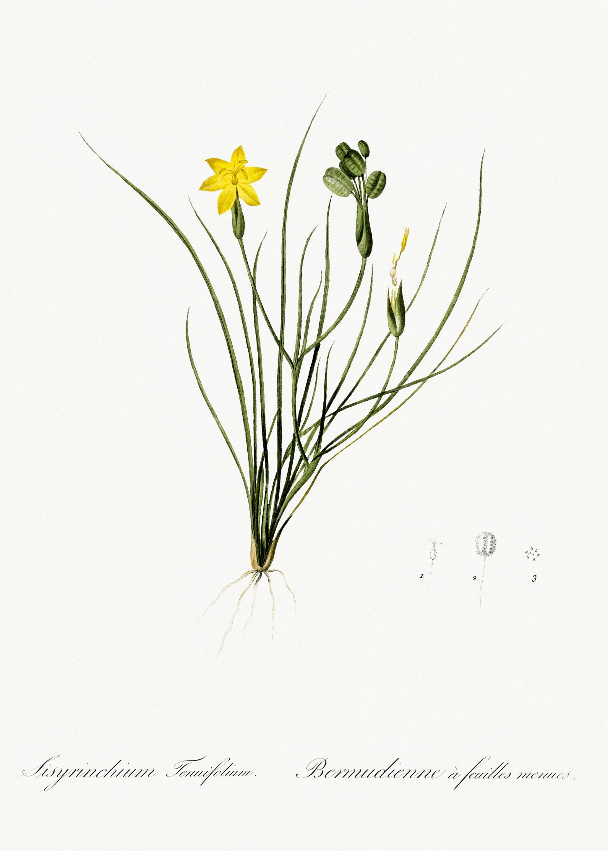 Les Liliacees 1805 HQ Orig
